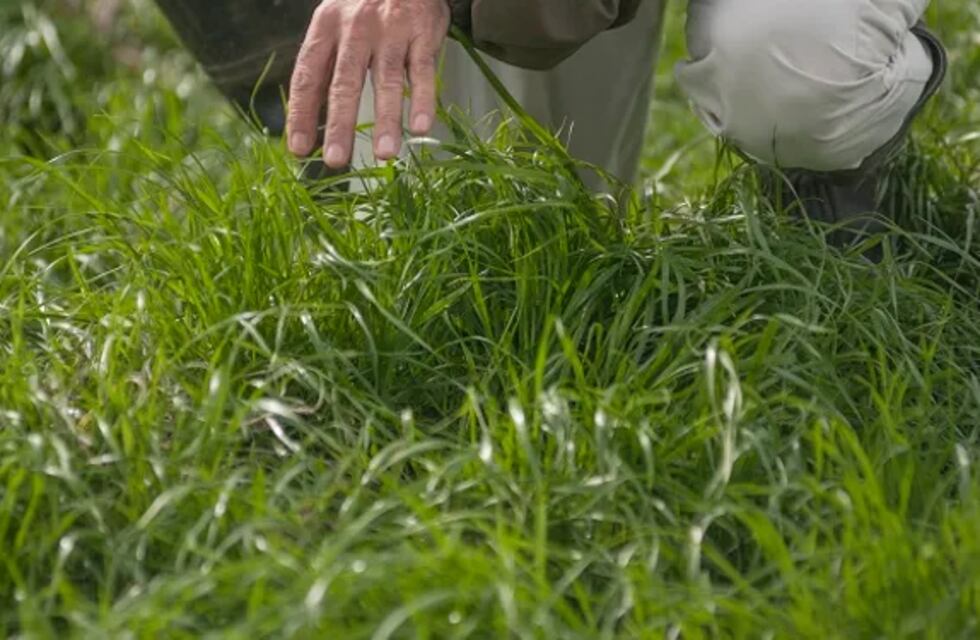 Aseguran que las pasturas mejoran la diversidad bacteriana del suelo