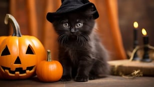 Halloween en Argentina: Por qué los gatos negros están asociados a la mala suerte.