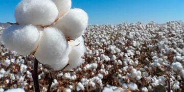 Productores solicitaron una extensión del límite de siembra.