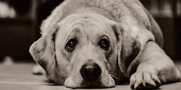 Esto hacen los perros antes de morir.