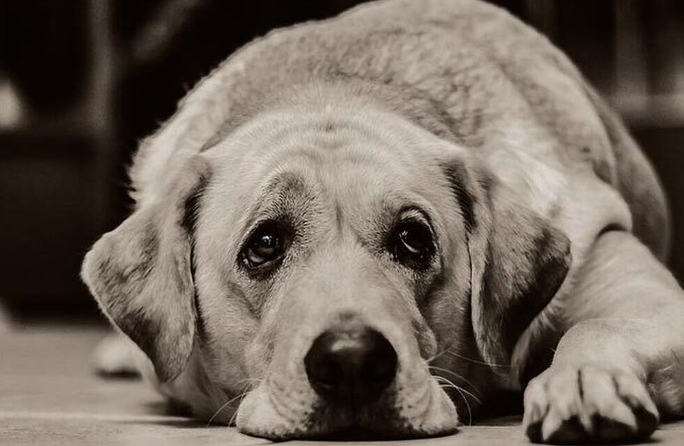 Crueldad en La Falda: encontraron a un perro ahorcado, colgando de un pilar de luz