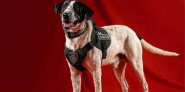 Perro policía "Falopa".