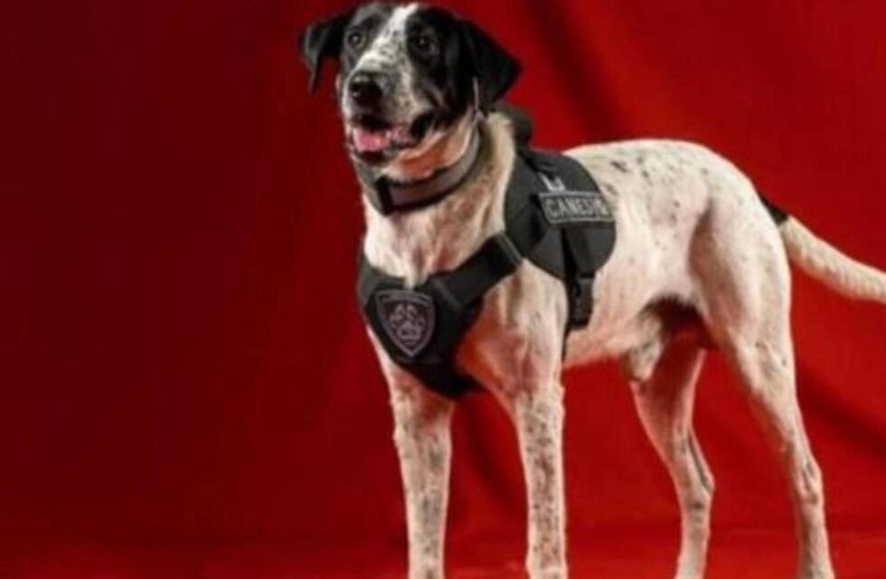 El divertido e irónico nombre de un perro policía en Jujuy