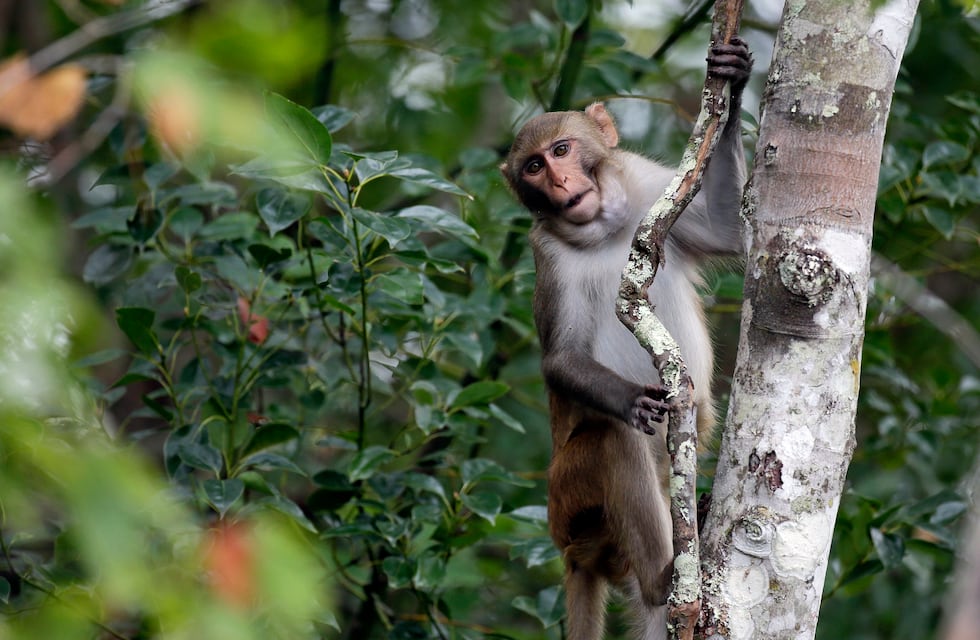 A lo Tarzan: no logran atrapar a un mono que salta techos en un barrio de Córdoba