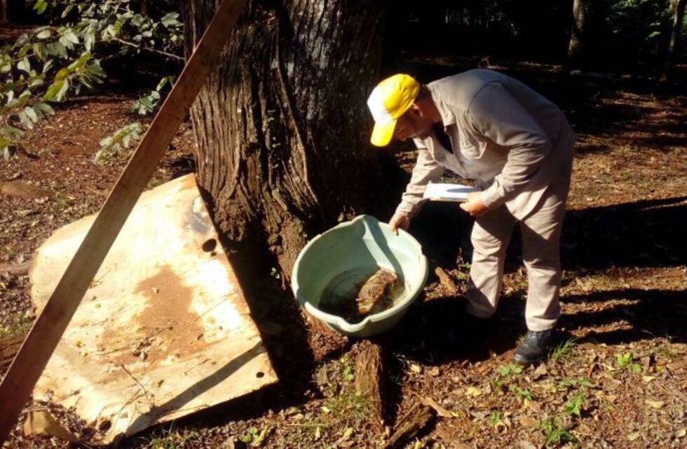Control de vectores en distintos barrios de Eldorado