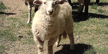La oveja que se volvió viral por "una travesura". Foto: La Voz.