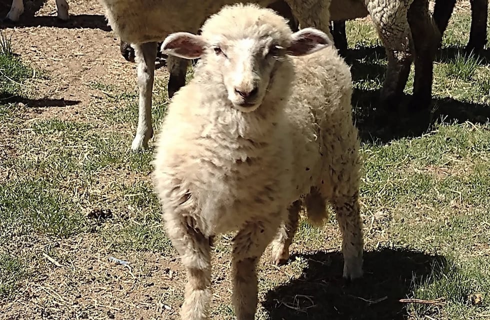 Juana, la oveja que podría ser jurado de MasterChef