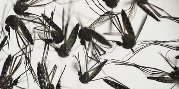Dengue en Córdoba.