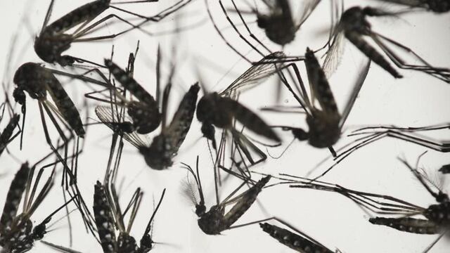 Dengue en Córdoba.