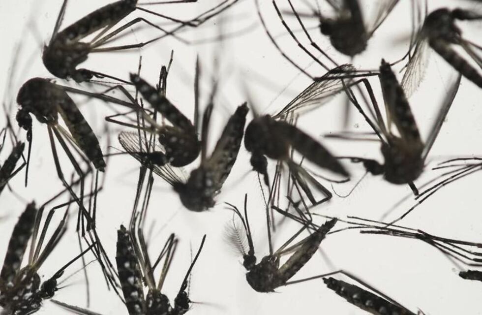 Dengue en Córdoba: los casos en la Provincia ascienden a 4426 y piden extremar los cuidados