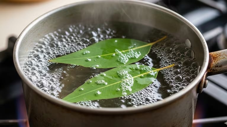 hojas de eucalipto en agua hervida