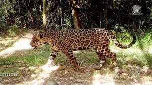 Inaugurarán el “Territorio Yaguareté” en el área de Cataratas del Iguazú.