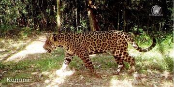 Inaugurarán el “Territorio Yaguareté” en el área de Cataratas del Iguazú.