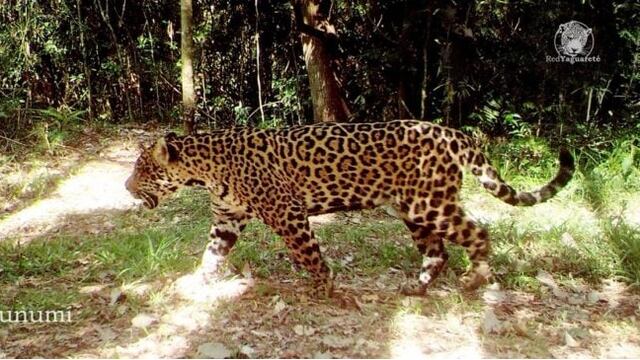 Yaguaretés en Misiones: Kunumí fue vista paseando con su cachorro en una reserva de Andresito.