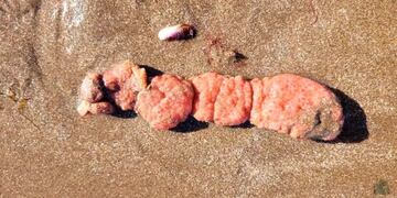 Las "papas de mar" fueron encontradas en las playas del sur de Mar del Plata. (Foto: Inidep).
