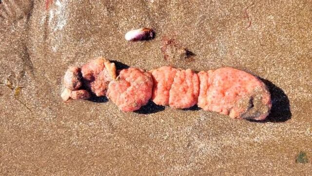 Las "papas de mar" fueron encontradas en las playas del sur de Mar del Plata. (Foto: Inidep).