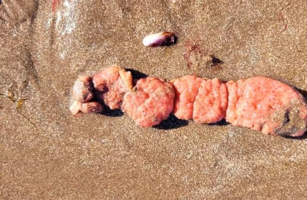 El descubrimiento de “papas de mar” en la costa de Mar del Plata alerta a especialistas que piden extremar precauciones con los menores