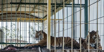 Comenzó el rescate de los cuatro tigres abandonados en San Luis.