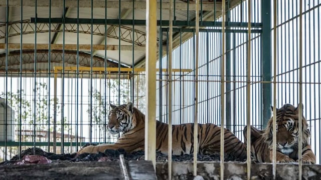 Comenzó el rescate de los cuatro tigres abandonados en San Luis.