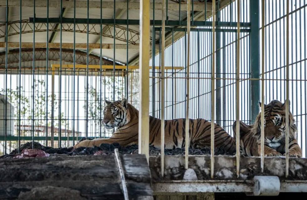 Tras 15 años de encierro, los cuatro tigres abandonados en San Luis serán rescatados