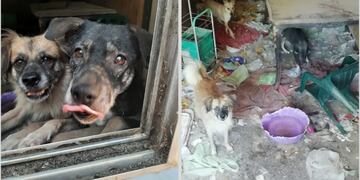 Rescatan a tres perros de la vivienda donde estaban en situación de abandono.