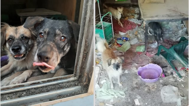 Rescatan a tres perros de la vivienda donde estaban en situación de abandono.