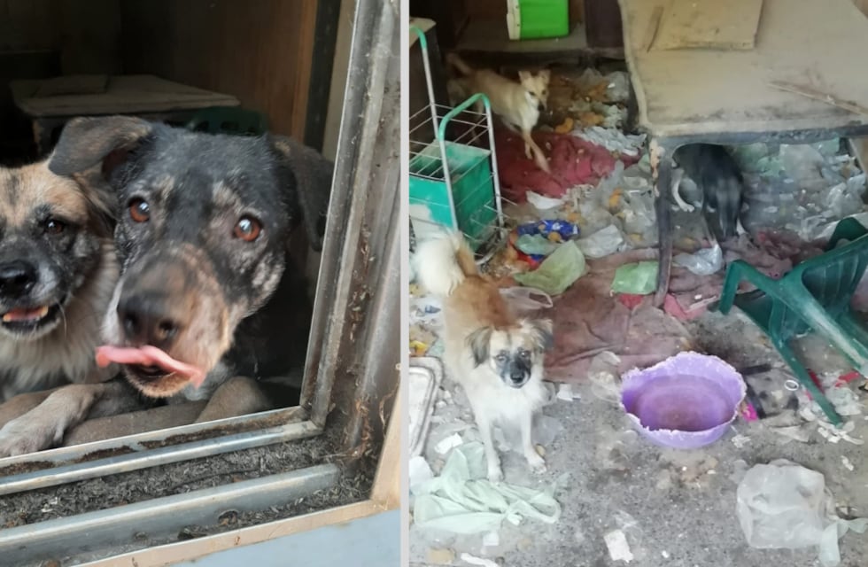 Rescataron en allanamiento a tres perros en condición de abandono de una casa del Unimev