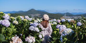 Young woman traveler enjoying with blooming hydrangeas in Dalat, Vietnam, Travel lifestyle concept