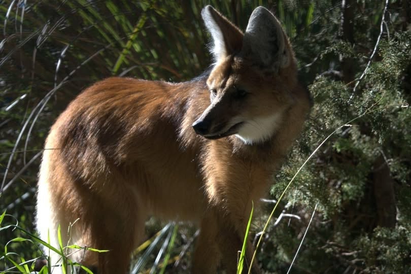 El lobo de crin