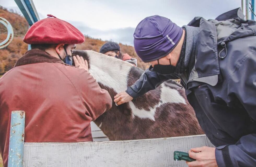 La Municipalidad realizará una jornada de Chipeo a Equinos