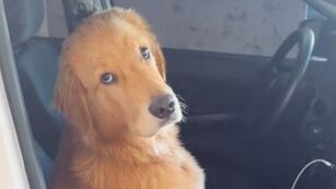 Bruno, el perro de Córdoba que hizo lo imposible para que su dueña no lo deje sólo.