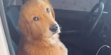 Bruno, el perro de Córdoba que hizo lo imposible para que su dueña no lo deje sólo.