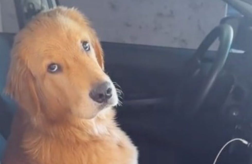 “Mi amor no te puedo llevar”: Bruno, el perro de Córdoba que enamoró a todos en las redes