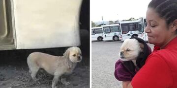Un perrito llamado "Pompón" se perdió en las calles de Comodoro Rivadavia. Gracias a las redes sociales sus dueños pudieron encontrarlo en un lugar muy particular.