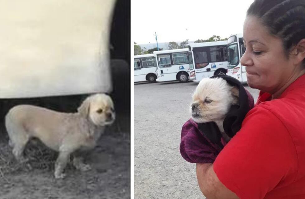 Se perdió un perrito en Comodoro Rivadavia y apareció en un lugar muy particular