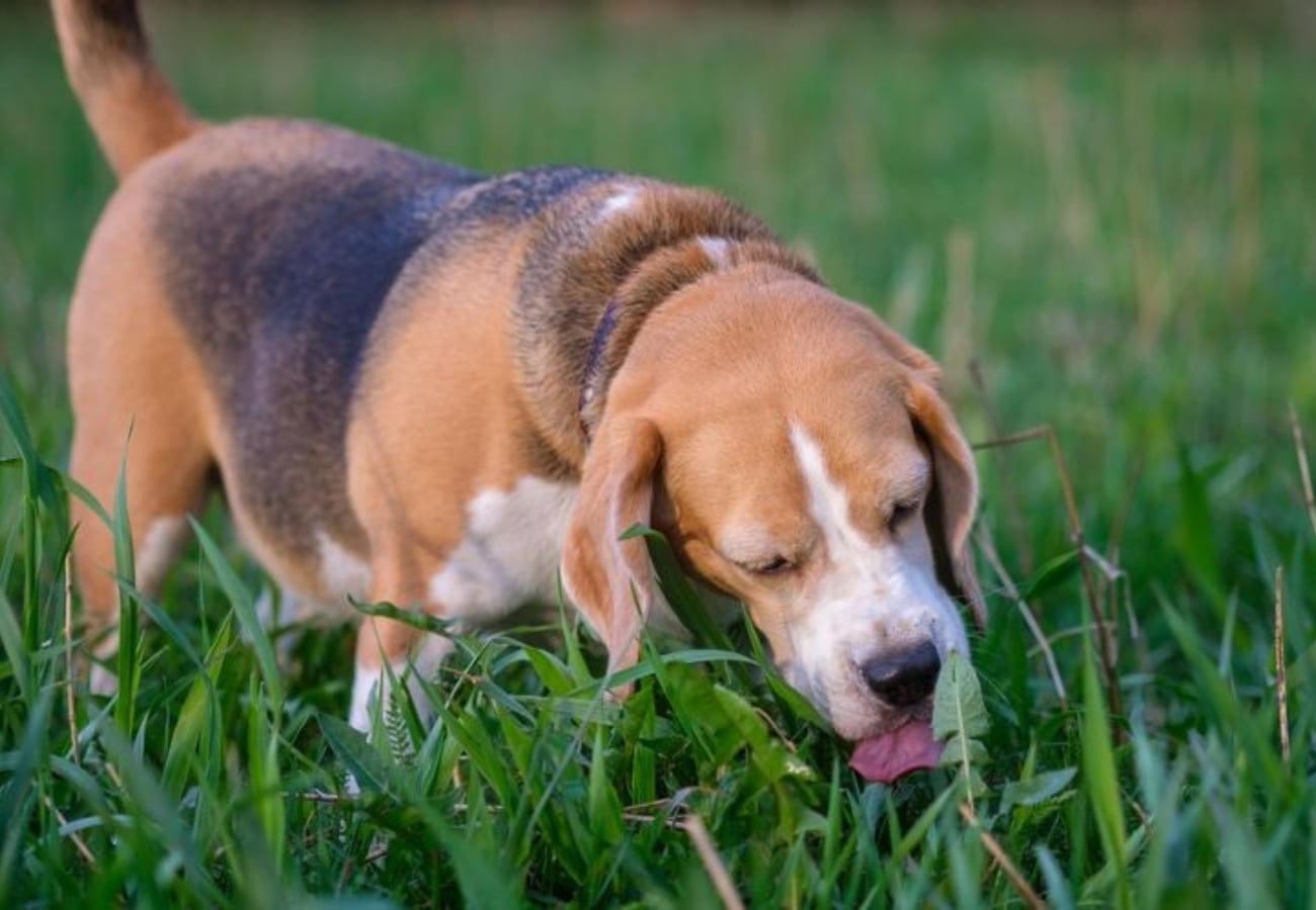 Las razas pequeñas tienden a envejecer más tarde que las razas grandes
