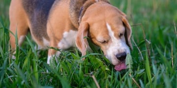 El inesperado motivo por el que tu perro come pasto, según un adiestrador canino.