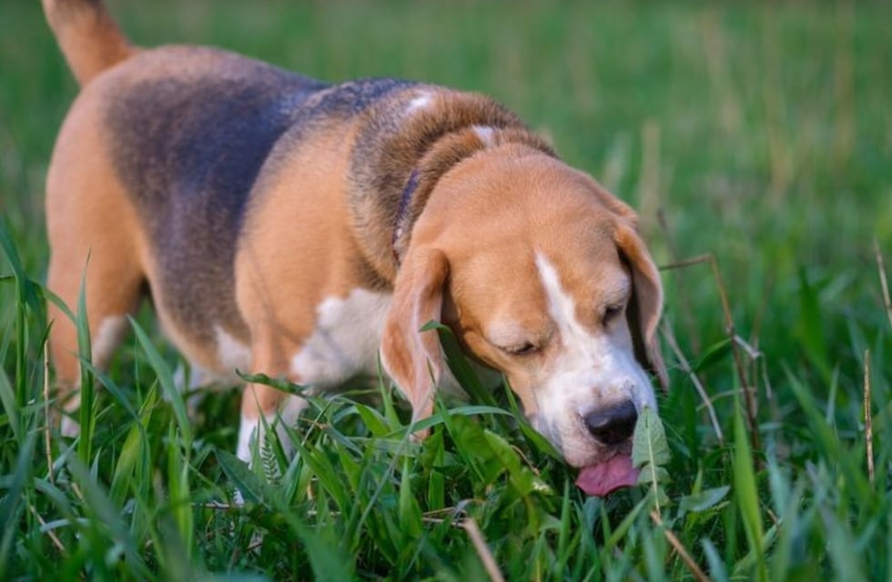 El inesperado motivo por el que tu perro come pasto, según un adiestrador canino