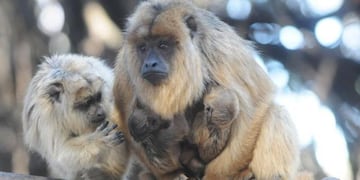 PROYECTO CARAYÁ. La reserva a donde irán los monos está a 11 kilómetros de La Cumbre (Archivo).
