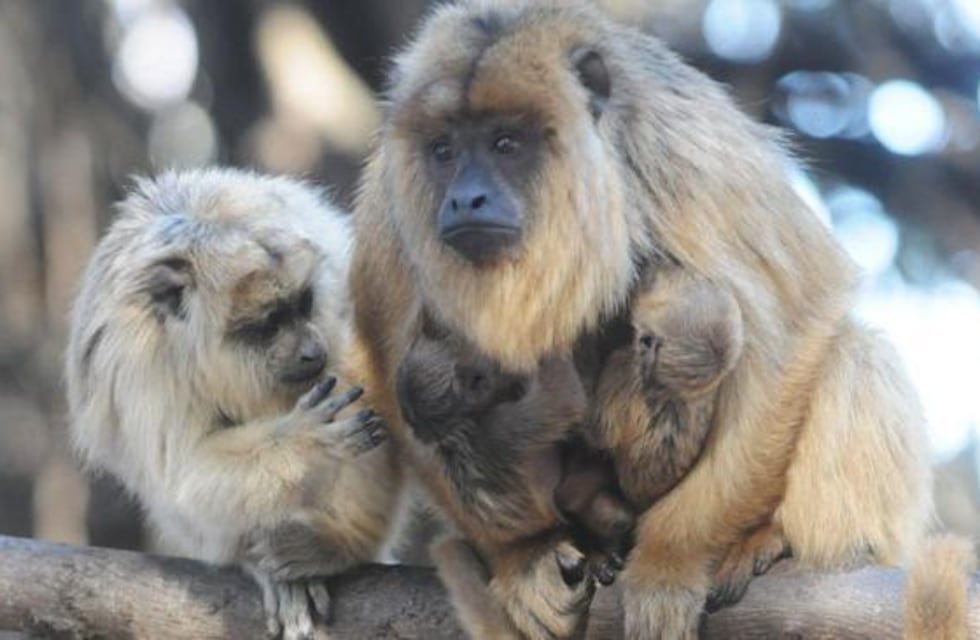 La Cumbre: rescataron dos nuevos ejemplares de monos Carayá