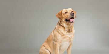 El labrador se subió a una Toyota y protagonizó el hecho que se viralizó.