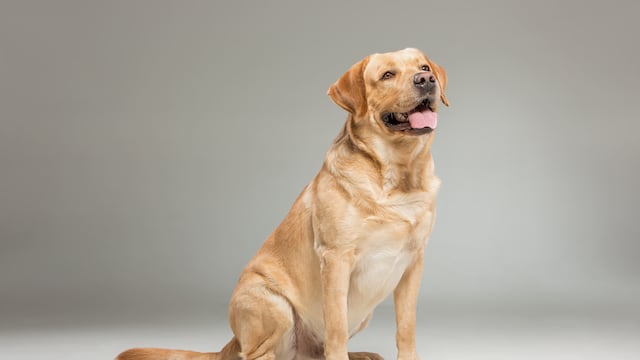 El labrador se subió a una Toyota y protagonizó el hecho que se viralizó.