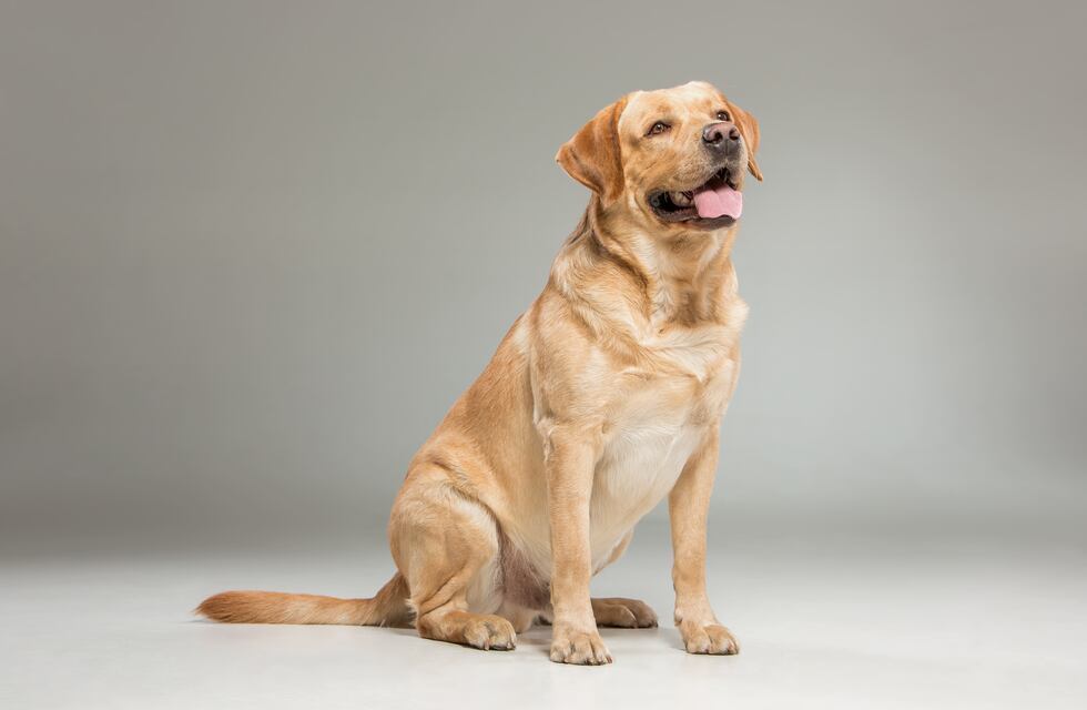 “Hijo, el perro te chocó la camioneta”: la insólita situación que un padre vivió en Córdoba