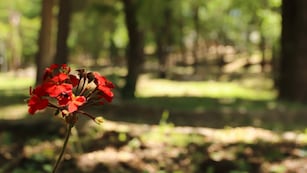 En uno de los tantos rincones en plena naturaleza de Villa Carlos Paz.