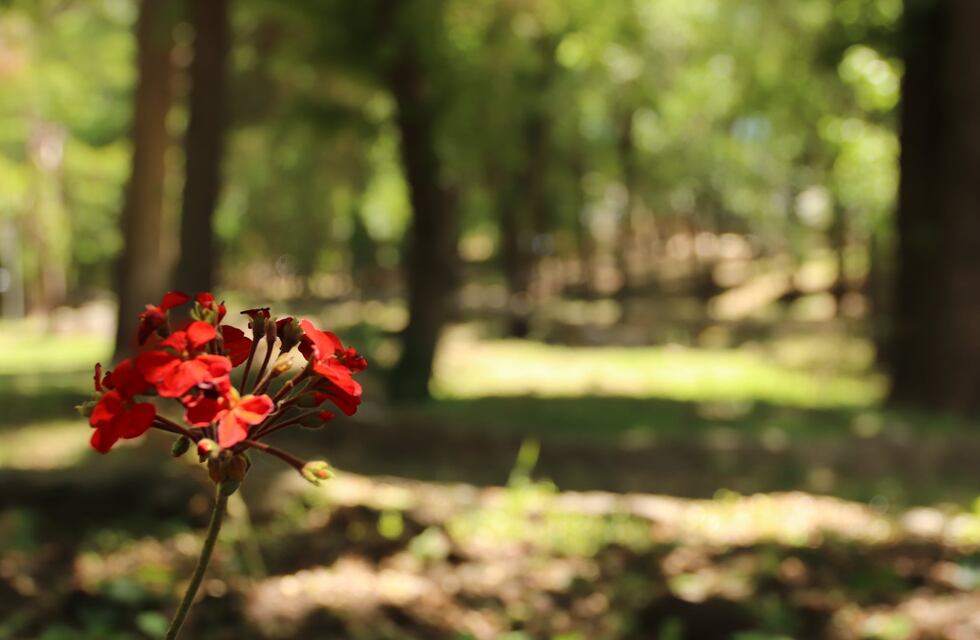 Clima en Punilla: jueves con máxima de 28º y cielo despejado