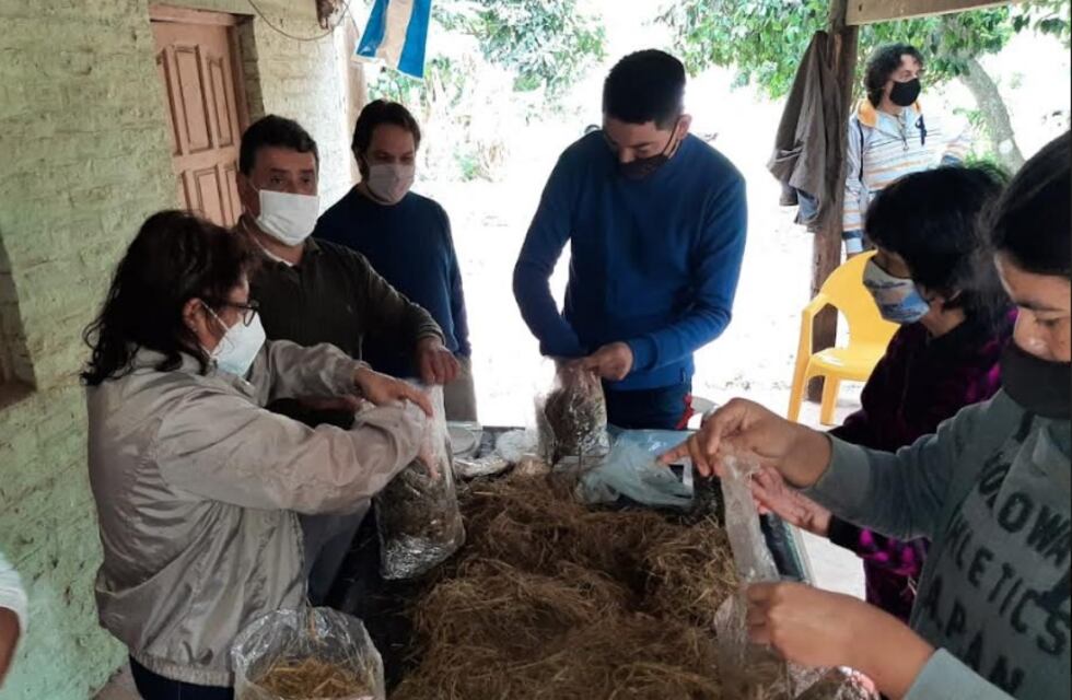 Estimularán la producción de hongos comestibles como alternativa económica sustentable