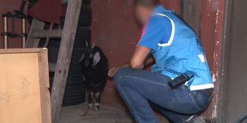 El momento exacto en el que el cabrito "Anthony" es encontrado debajo de una escalera dentro de la vivienda. Foto TN (captura de video).