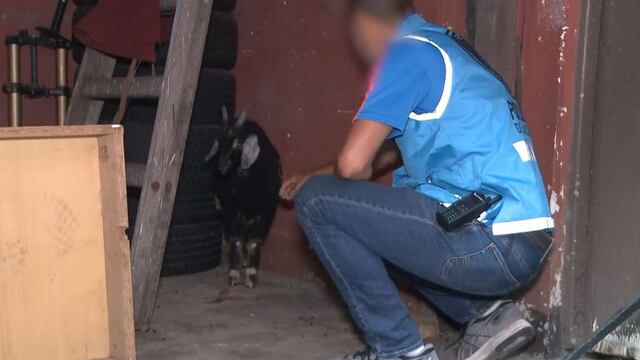 El momento exacto en el que el cabrito "Anthony" es encontrado debajo de una escalera dentro de la vivienda. Foto TN (captura de video).