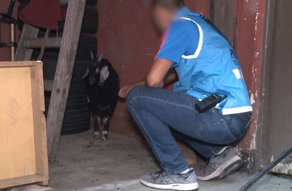 Rescataron a un cabrito y a una gallina que iban a ser sacrificados en un ritual religioso en un templo de Almagro