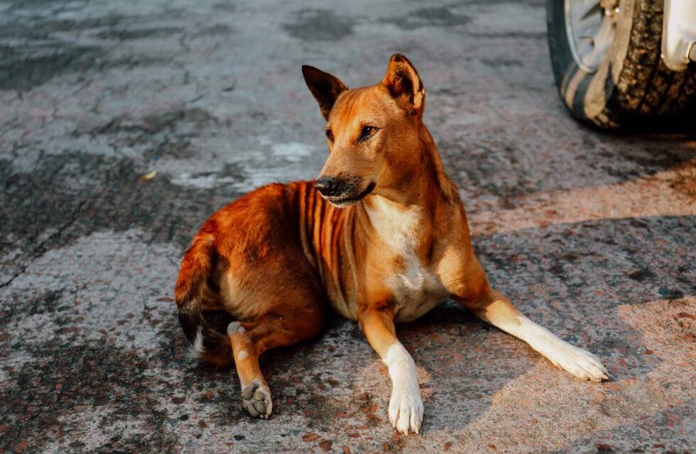 Tres Arroyos: Control de caninos por caso de leptospirosis